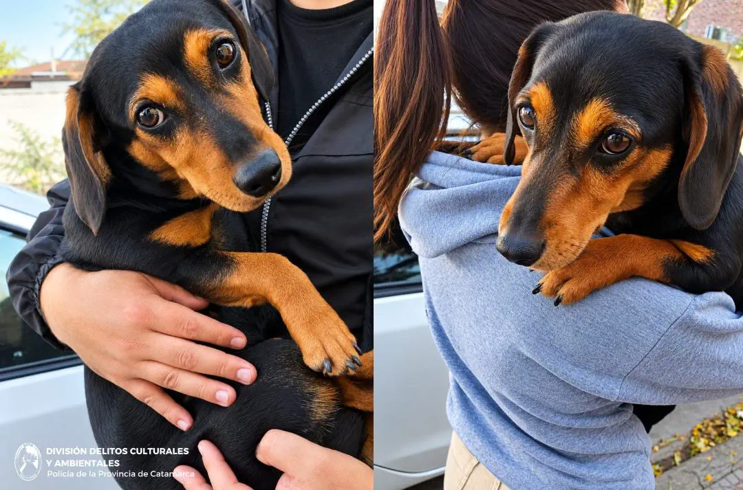 La Policía rescató a un perro salchicha víctima de maltrato