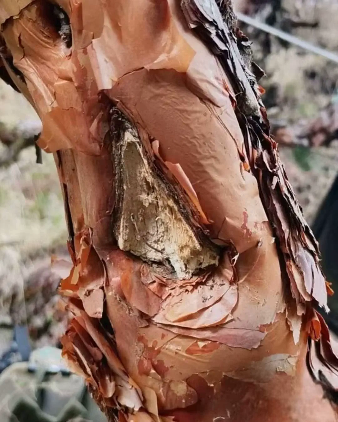 singular formación en la madera de un árbol