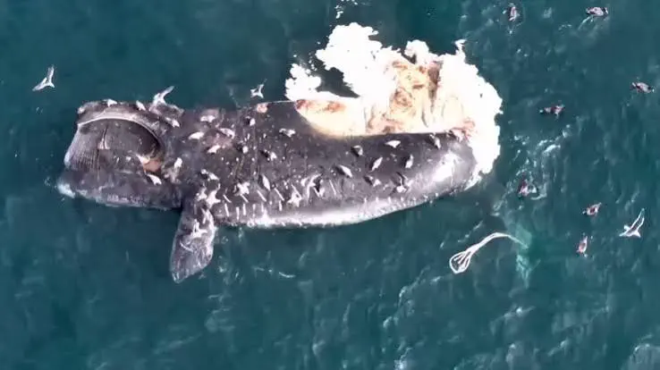 Alarma ambiental en Puerto Madryn: hallan cinco ballenas muertas en 48 horas