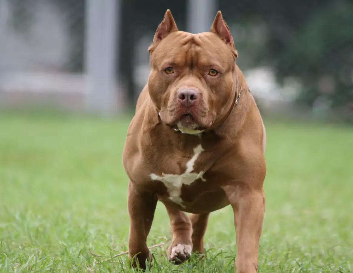 Alarma social por perros sueltos y agresivos: dos graves ataques en pleno centro sacuden a los vecinos
