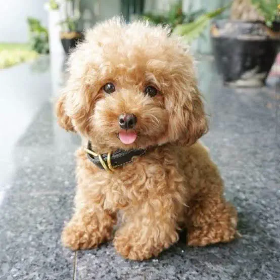 Caniche es la segunda raza más inteligente