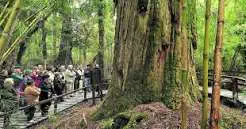 El gigante de 2.620 años: Así es el Alerce Abuelo, el árbol más antiguo de la Argentina y orgullo patagónico