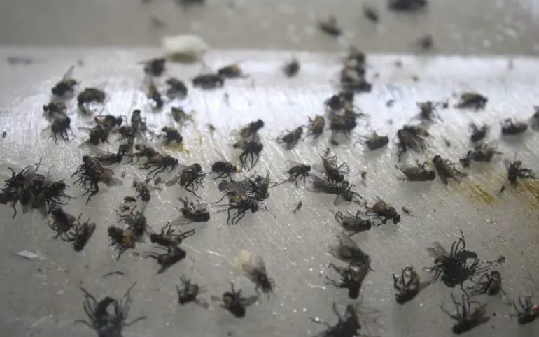 Invasión de moscas en Huillapima: barrios afectados y reclamos al intendente de Capayán