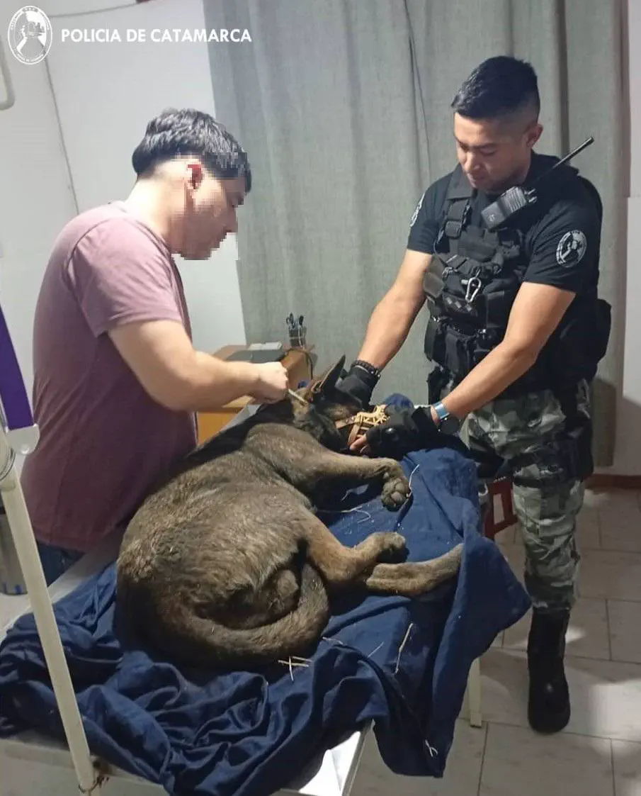 Rescatan a un perro apaleado en el barrio Madre Teresa de Calcuta tras una denuncia por maltrato animal