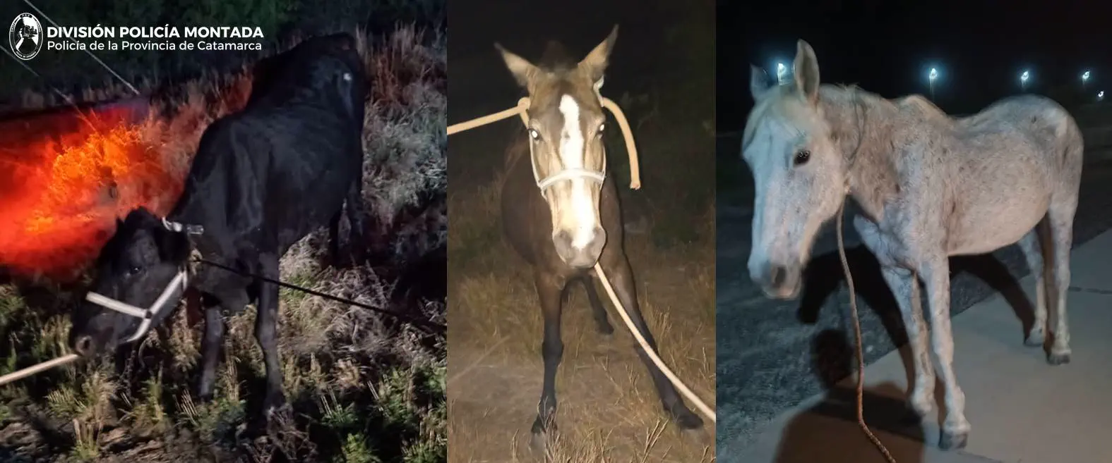 Secuestran animales sueltos en las rutas 60, 157 y 20