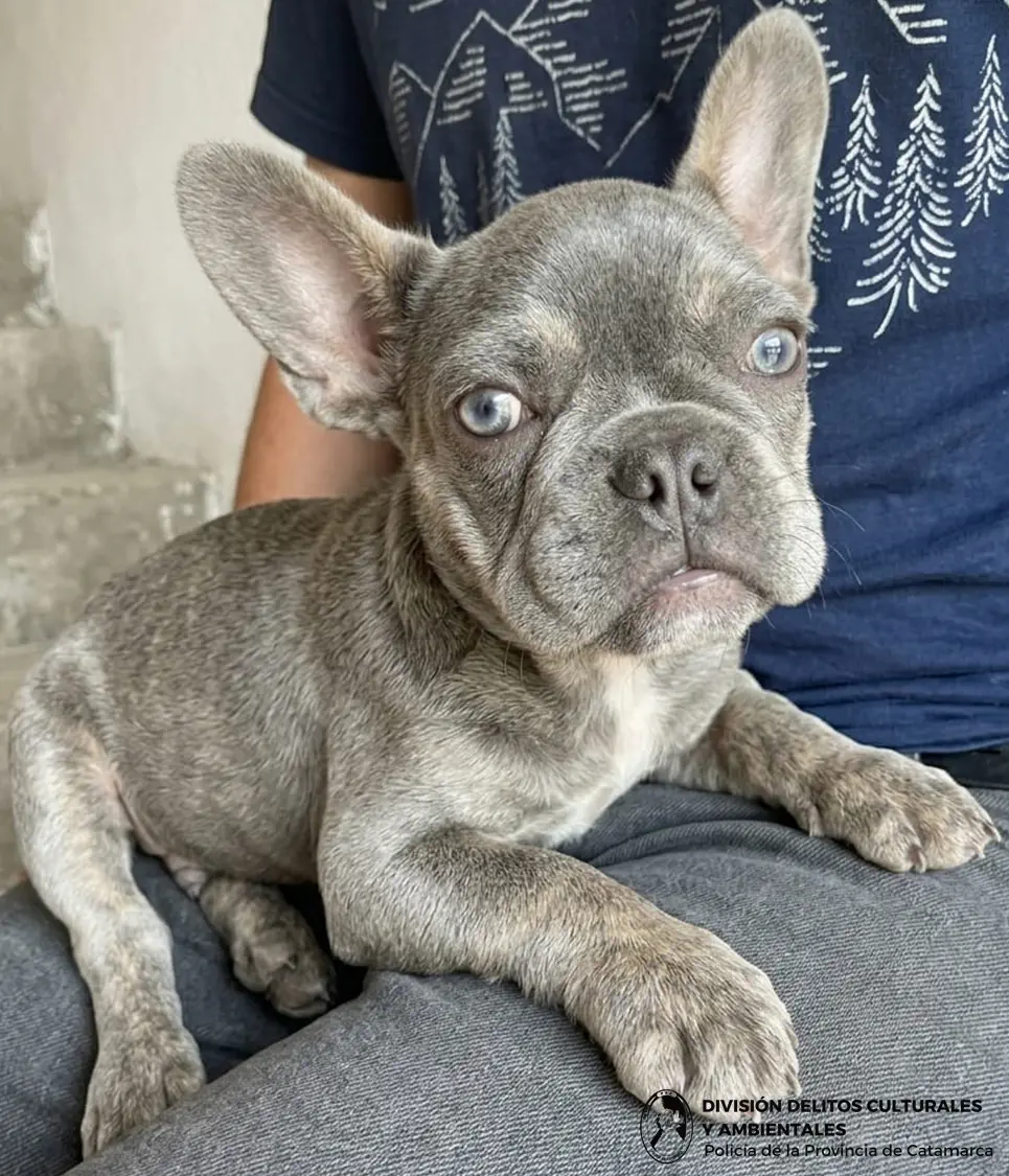 Tras un allanamiento en el barrio Eva Perón, la Policía recuperó una Bulldog Francés robada