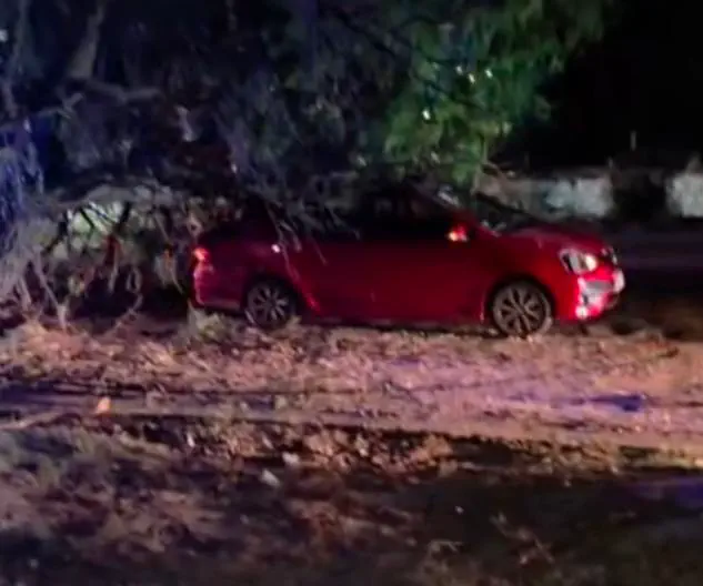 Un árbol se desplomó y aplastó un auto en la zona de Tres Puentes