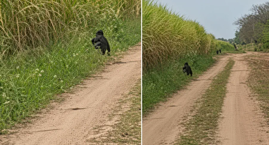¿Un duende, un Ucumar o un animal? extraña silueta oscura entre los cañaverales de Tucumán y desatan el terror