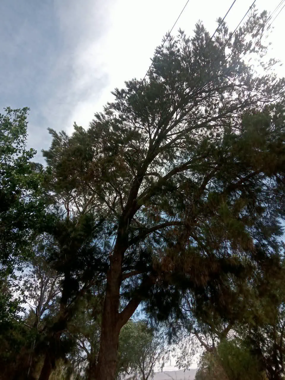 Un voraz Viento Zonda provocó un grave accidente en Fiambalá: una empleada municipal sufrió severas heridas por la caída de un árbol